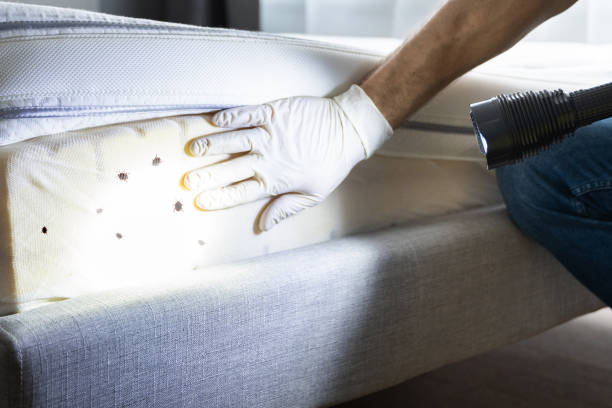 Best Emergency Pest Control  in Camanche, IA