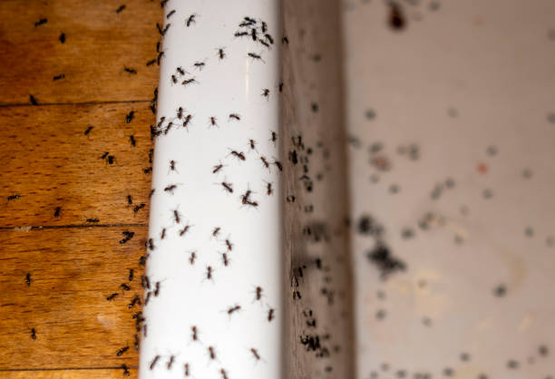 Best Bed Bug Extermination  in Camanche, IA